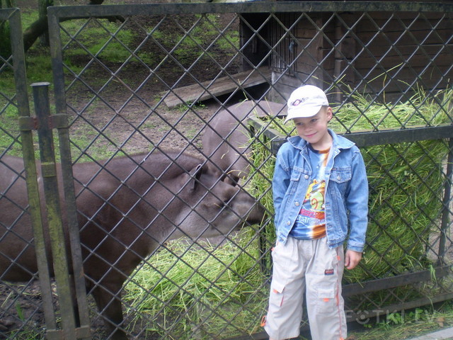 tapir i Senja