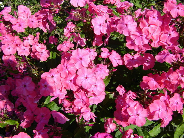 Phlox paniculata